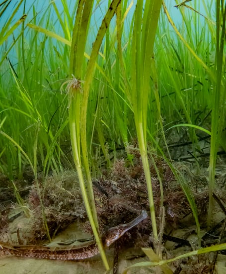 A Greater Pipefish and seagrass
