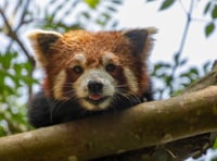 World-first study to revolutionise care of endangered species