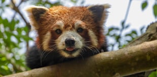 World-first study to revolutionise care of endangered species