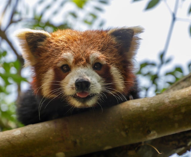 World-first study to revolutionise care of endangered species