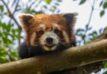 World-first study to revolutionise care of endangered species