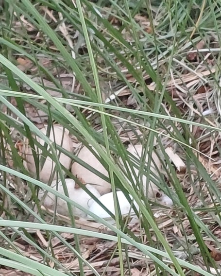 Six Black Swan eggs have been laid on the nest in Dawlish. Photo Dawlish Waterfowl Wardens 