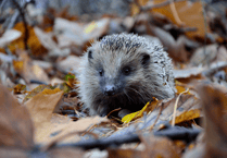 Ensure hedgehog homes stay dry for spring success, says ELM Wildlife
