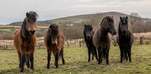 Call to save moor ponies from extinction
