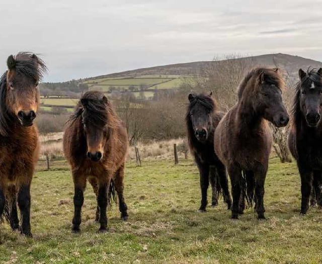 Call to save moor ponies from extinction
