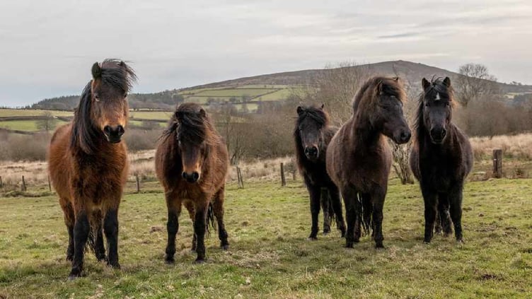 Ponies on Dartmoor. Image Dartmoor Pony Heritage Trust