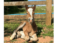 Birth of pony charity's newest foal caught on video 