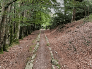 'Dartmoor’s Daughter' to lead heritage walks 