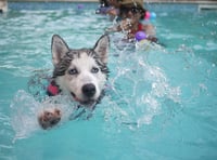 Pool closes 2024 with doggy paddle