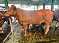 Superb trade at Newton Abbot Livestock Market