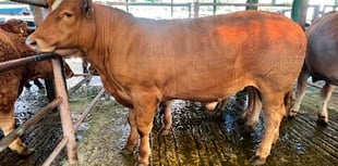 Superb trade at Newton Abbot Livestock Market