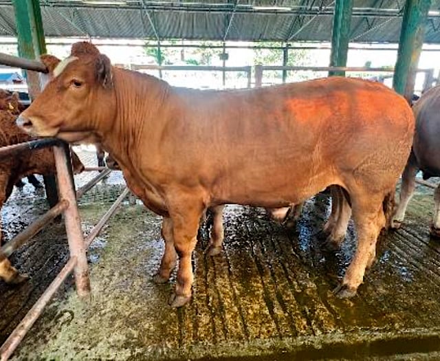 Superb trade at Newton Abbot Livestock Market