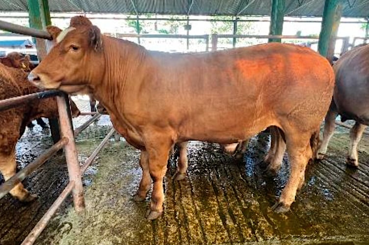 Cow in market