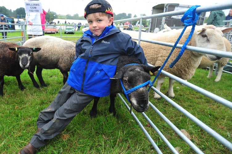 Widecombe Fair. Four year old Ted Williams from Ilsington with Hopscotch,  a Blue Texel ram. 