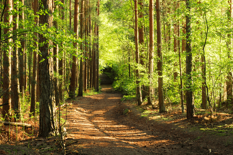 The woods on a summer afternoon.