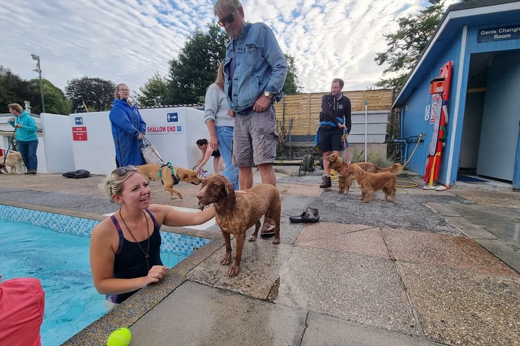 Dog swim at Ashburton Swimming Pool