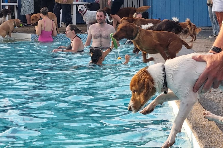 Dog swim at Ashburton Swimming Pool
