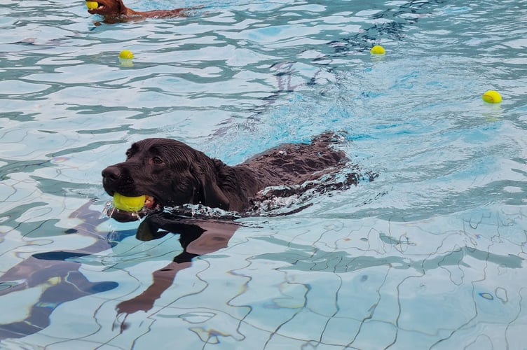 Dog swim at Ashburton Swimming Pool