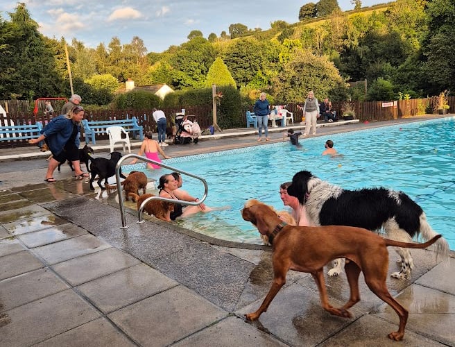 Dog swim at Ashburton Swimming Pool