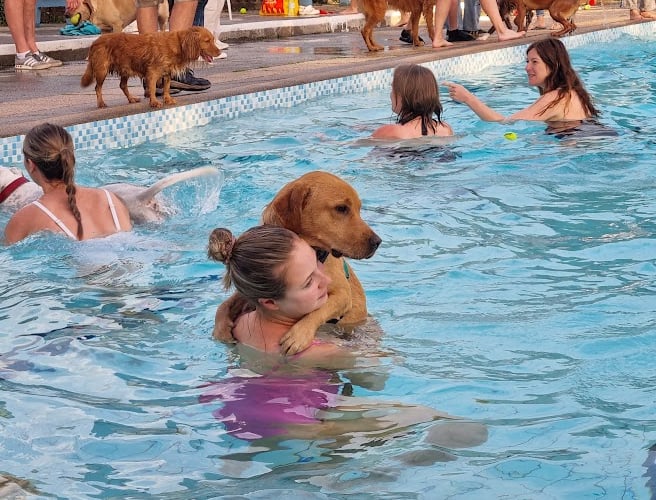 Dog swim at Ashburton Swimming Pool