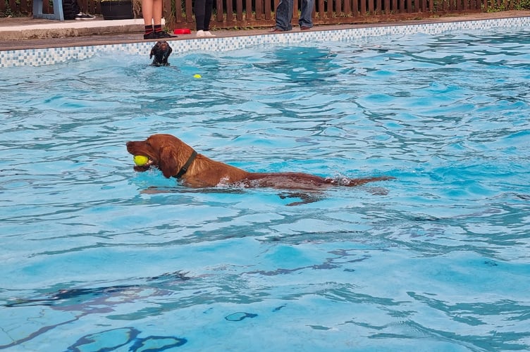 Dog swim at Ashburton Swimming Pool