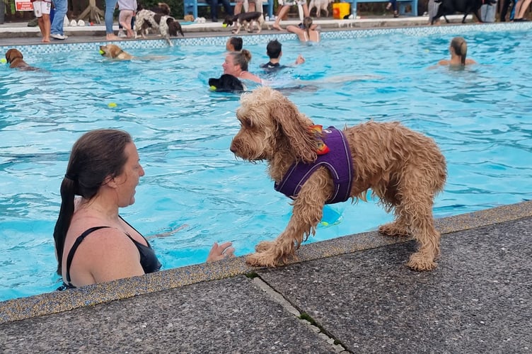 Dog swim at Ashburton Swimming Pool