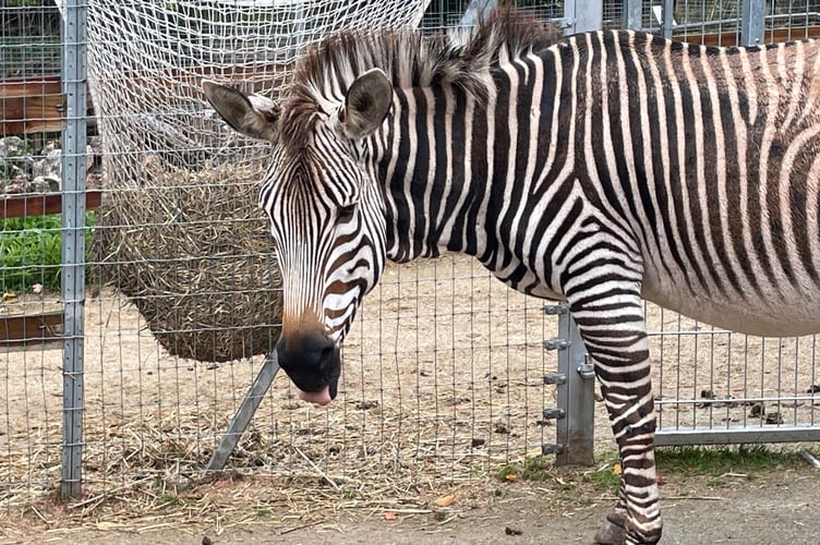 Zebra eating hay at Paignton Zoo