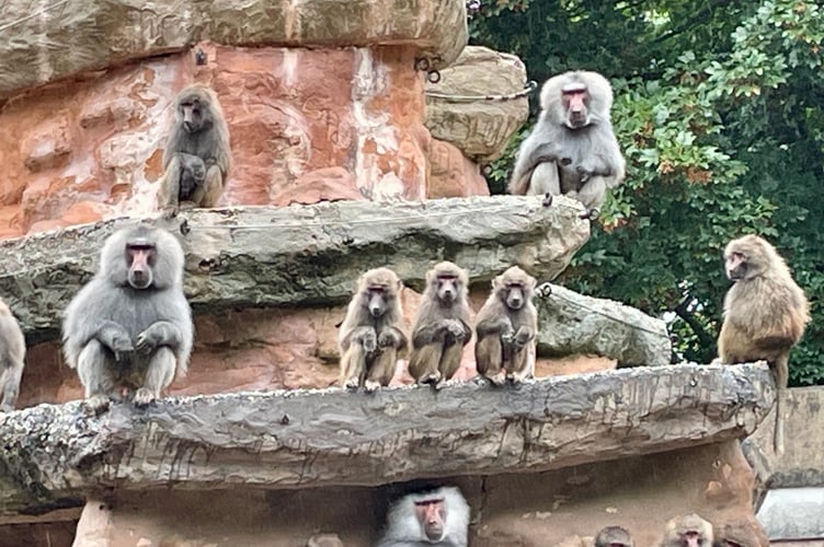 Baboons sitting on Baboon Rock at Paignton Zoo