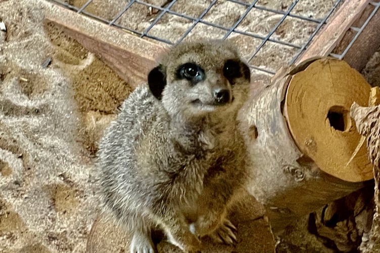 Meerkat at Paignton Zoo