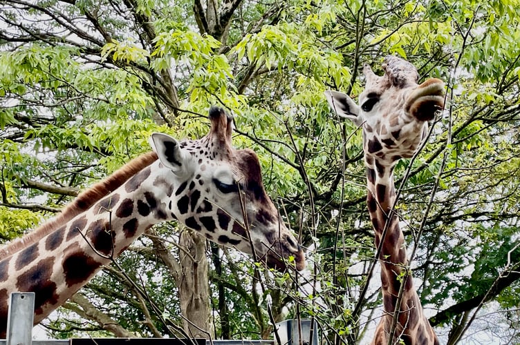 Giraffes at Paignton Zoo 