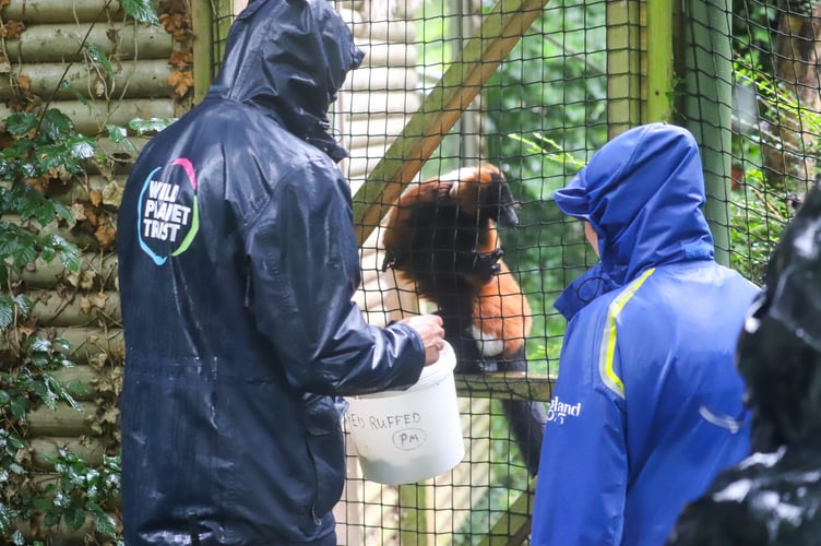 Feeding the red ruffed lemurs at Paignton Zoo