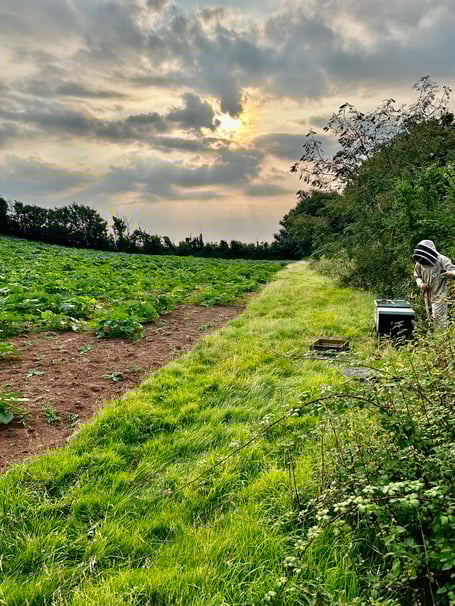 Smallacombe Farm pumpkin patch. Photo Smallacombe Farm.
