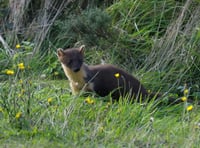 Wild once more - pine martens return after 100-year absence
