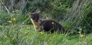 Wild once more - pine martens return after 100-year absence