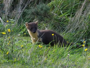 Wild once more - pine martens return after 100-year absence