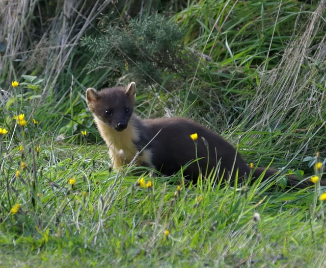 Wild once more - pine martens return after 100-year absence