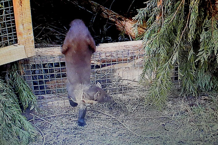 A pine marten takes its first step into wild. (Devon Wildlife Trust)