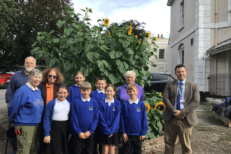 Teignmouth Primary School pupils' sunflower project comes to life