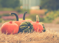 Smashing pumpkin patches in Teignbridge