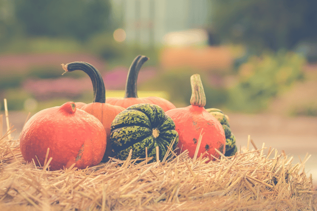 Smashing pumpkin patches in Teignbridge
