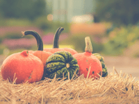 Smashing pumpkin patches in Teignbridge