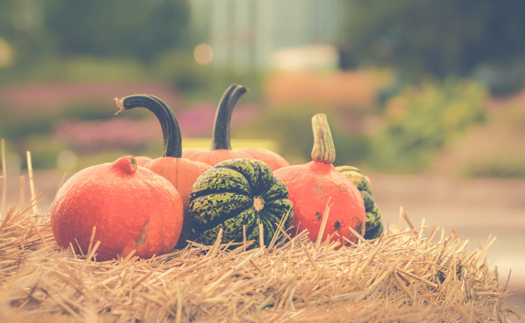 Pumpkin picking in Wellington this October