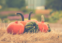 Smashing pumpkin patches in Teignbridge