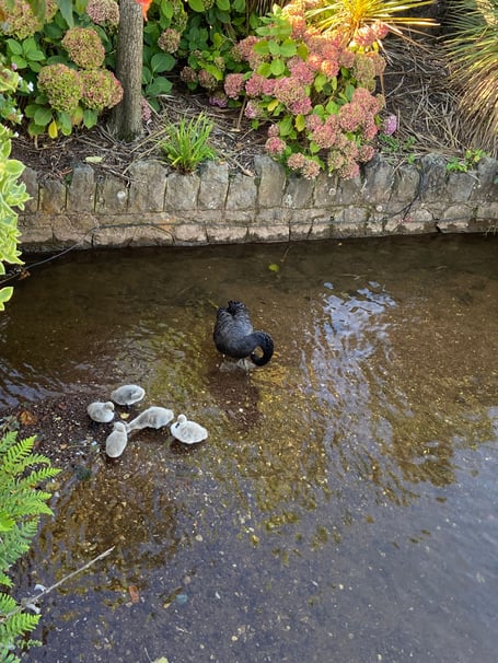 Five remaining cygnets on the Brook in Dawlish. 