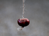 Fun craft ideas to try with conkers