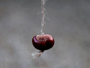 Fun craft ideas to try with conkers