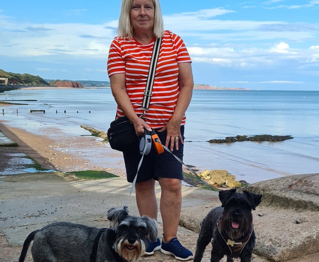 Schnauzers at the ready 