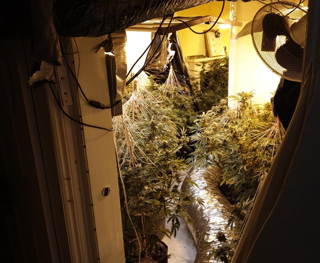 Cannabis factory discovered in terraced house 