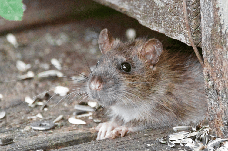 Rat stock image