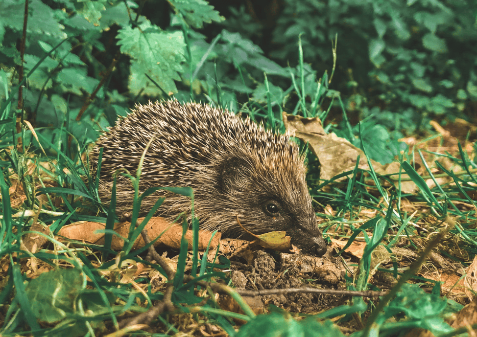 Newton Abbot animal rescue charity's urgent food appeal